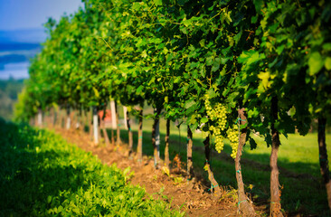 Bunch of grape on branch in vineyard