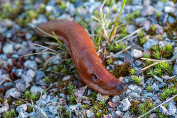 Close up of a red forest slug crawling on the ground