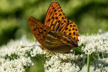 Close up of a silver washed Fritillary butterfly