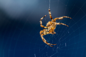Close up of a spider sitting it its cobweb