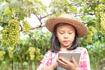 A cute girl harvested grapes and placed them in a wooden box to sell. Children use a tablet to find out about farming. The background is a vineyard. The children run a happy family business.