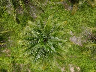 Top view palm plantation landscape.