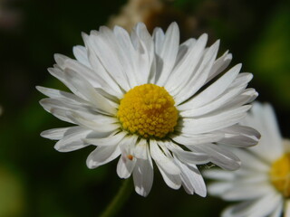 Fototapeta premium chamomile