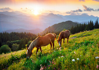 Horses in the Carpathians