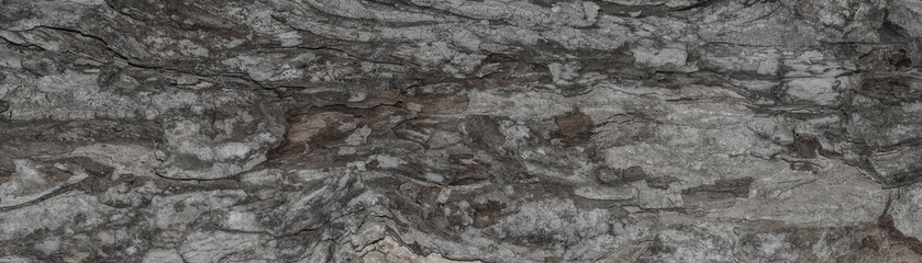 Tropical Texture:  Abstract Rain Tree bark detail banner
