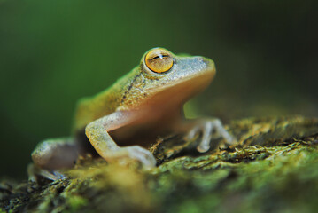 Side-striped shrub frog (Pseudophilautus pleurotaenia)