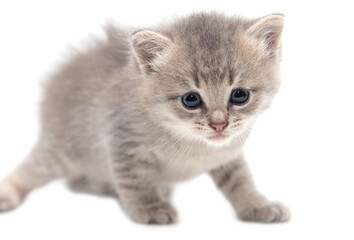 Portrait of a little kitten isolated on a white