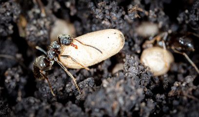 White ant eggs in nature.