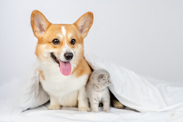 Pembroke welsh corgi dog and gray kitten sit together under warm blanket on a bed at home. Kitten looks away on empty space
