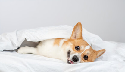 Funny pembroke welsh corgi dog lies under white blanket at home