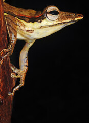 Long-snouted tree frog (Taruga longinasus) 