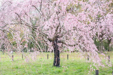 Sakura in a Park in Japan