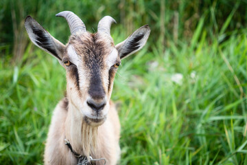 Domestic smoke goat grazing in green grass.