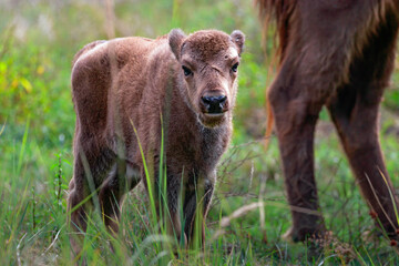 portrait of a wisent cub 