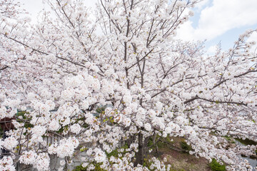 Sakura in a Park in Japan
