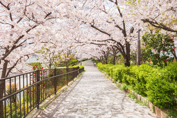 Sakura in a City in Japan