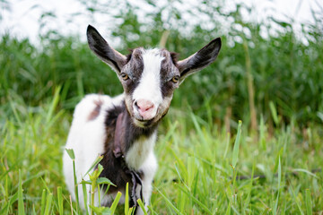 Obraz premium Domestic litltle goat on leash in pasture.