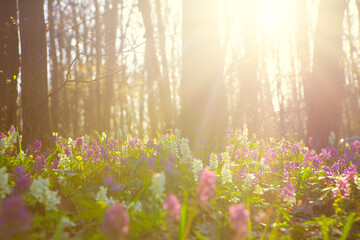 Forest flowers in the sunlight . Wildflowers in the spring 