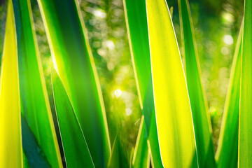 Beautiful leaves of iris Shine from the light of the sun ,iris in garden