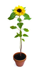Obraz premium Sunflower plant in a flower pot isolated on a white background