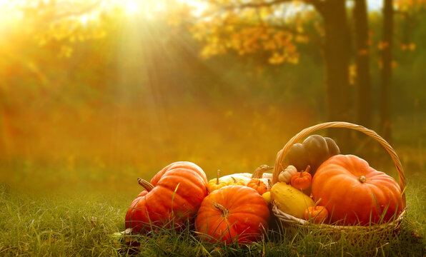 Autumn background with pumpkins on green grass.Harvest or Thanksgiving background