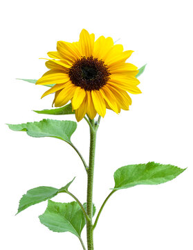 Sunflower with leaves isolated on white background