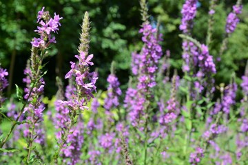 Obraz premium Lythrum virgatum - wild flowers. European wand loosestrife in the garden. Closeup, selective focus