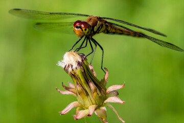 red dragonfly remaining on the bud of the dandelion