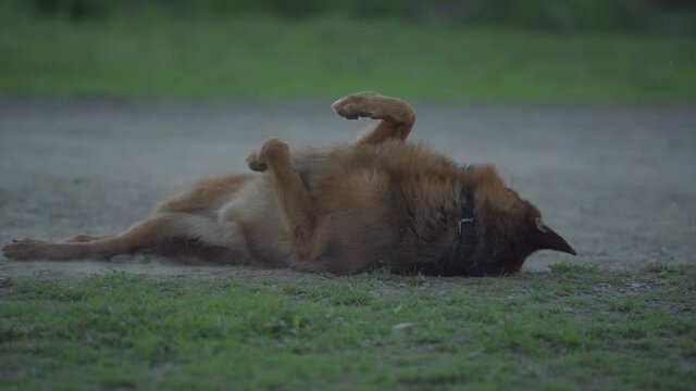 Highly trained Disaster Search Dog (DSD) teams training dogs to  response efforts to save lives in the face of terrorist attacks, earthquakes and floods . 