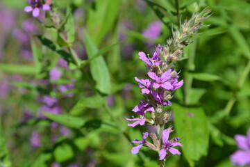 Lythrum virgatum - wild flowers. European wand loosestrife in the garden. Closeup, selective focus