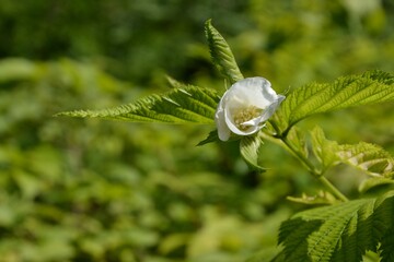 Rhodotypos scandens plant  (or jetbead, jet-bead) with white blooming flower 