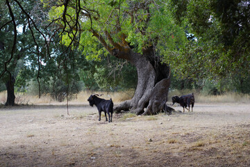 Chèvre noire à la recherche de jeunes pousses