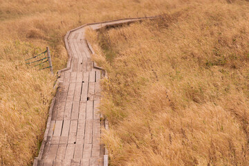 木道沿いは草紅葉