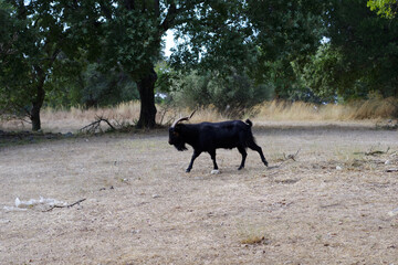 Fototapeta na wymiar Chèvre noire à la recherche de jeunes pousses