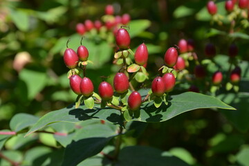 Hypericum androsaemum fruit on the branch. Red berries of the plant Hypericum (St. John's wort, goatweed). Used in herbal medicine, during weight loss, due to anti-depressant and anxiolytic properties