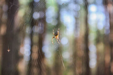 European garden spider or cross spider, Araneus diadematus sitting in a web, close-up