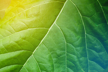 closeup nature view of green leaf texture, dark wallpaper concept, nature background, tropical leaf