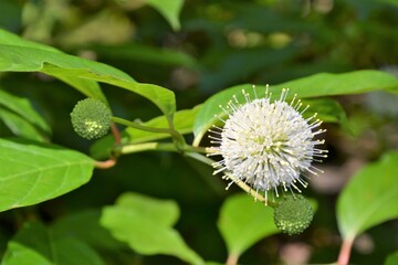 Cephalanthus occidentalis flowering plant, Rubiaceae. Common names: buttonbush, common buttonbush, button-willow. White flowers arranged in a dense spherical inflorescence