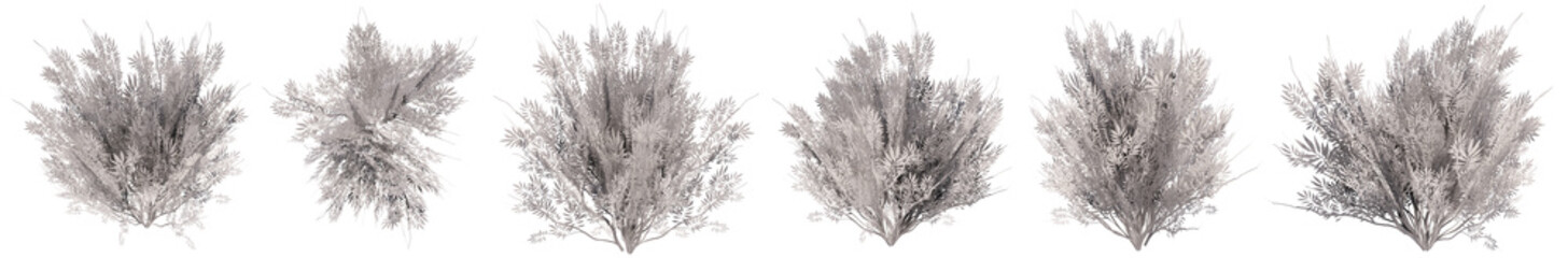 Set or collection of drawings of Yeg bushes isolated on white background. Concept or conceptual 3d illustration for nature, ecology and conservation, beauty and health
