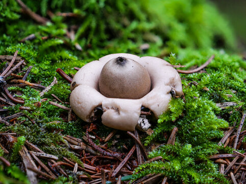 Der Pilz Gewimperter Erdstern oder Fransenerdstern  "GEASTRUM FIMBRIATUM" auf Waldboden mit grünem Moos und Tannennadeln