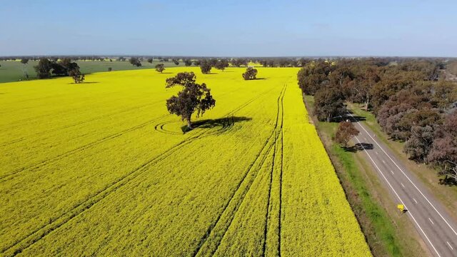 Drone Backwards and over Canola and Country Road
