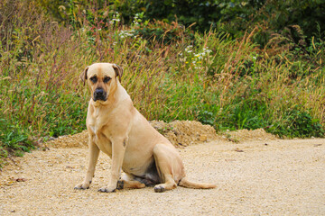 Obraz premium A large light-colored dog is sitting on the road.