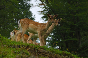 Naklejka na ściany i meble Young sika deer stand on a hill in the forest.