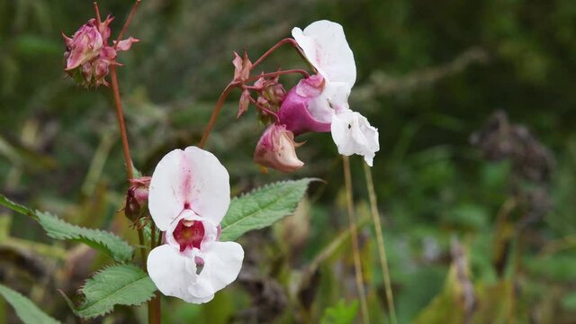 Close up 4K video of honey bee flying into white Himalayan Balsam, also known as Impatiens glandulifera, a bell shaped flower in Perth in Scotland. Bee collecting nectar pollen at riverbank flower.