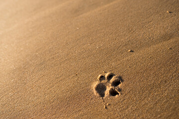 A dog's footprint on the beach at sunset