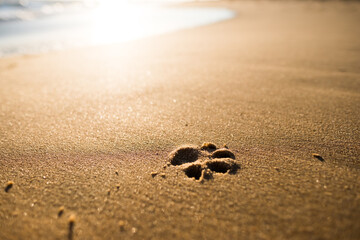 A dog's footprint on the beach at sunset