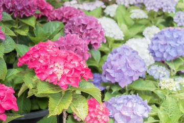 Ajisai - Hydrangea Flower in Nagai Park in Osaka
