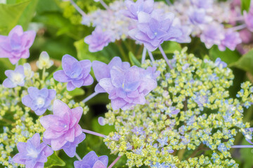 Ajisai - Hydrangea Flower in Nagai Park in Osaka