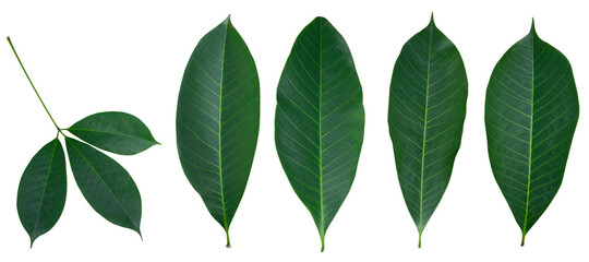 Fresh green leaves from the isolated rubber tree found in Asia