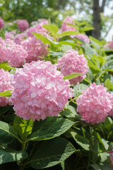 Ajisai - Hydrangea Flower in Nagai Park in Osaka
